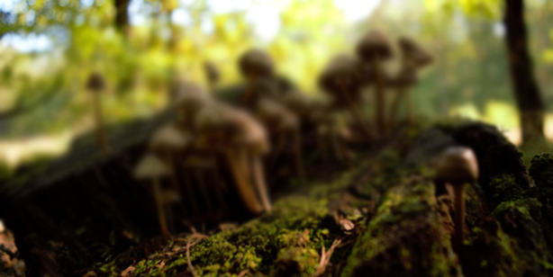 O ilimizdeki ormanda gizli hazineyi buldu! Her gün gelip 4 saat çalışıp 90 bin lira kazanıyor