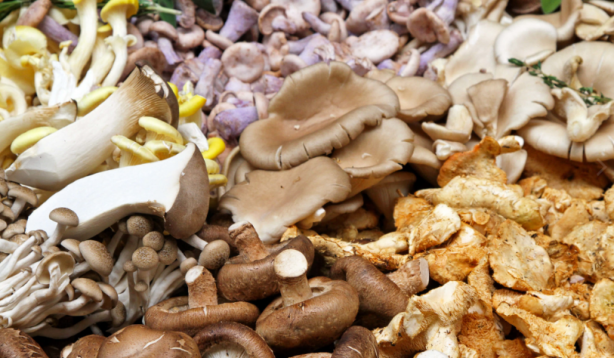 Foto - O ilimizdeki ormanda gizli hazineyi buldu! Her gün gelip 4 saat çalışıp 90 bin lira kazanıyor