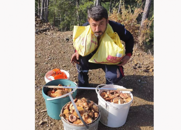 Foto - O ilimizdeki ormanda gizli hazineyi buldu! Her gün gelip 4 saat çalışıp 90 bin lira kazanıyor