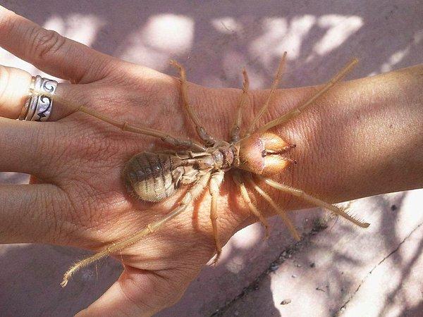 Foto - O ilimizdekilerin gözüne geceleri uyku girmiyor! Uykuya dalanın etlerini koparıyor