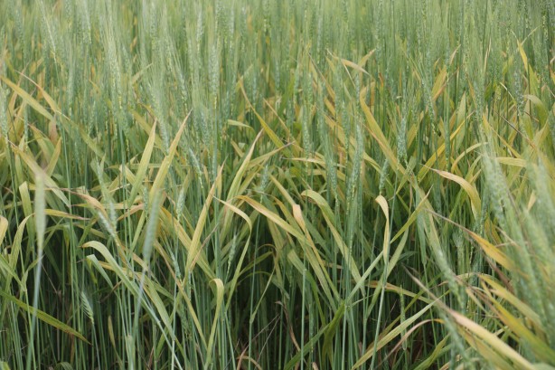 Foto - O ilimizden tarımla ilgili gelen haberler kötü! Hasar çok büyük