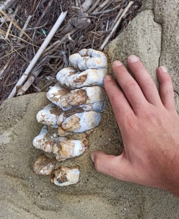 Foto - O ilimize damgasını vurdu! Bilim insanları peşinde