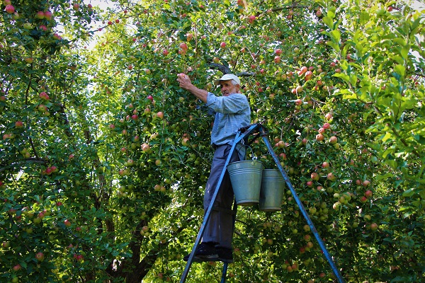 Foto - O ilimizin 2 bin yıllık sembolü