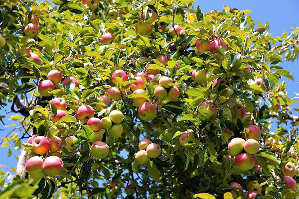 Foto - O ilimizin 2 bin yıllık sembolü