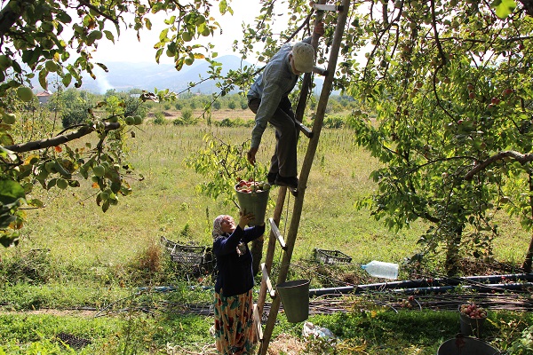 Foto - O ilimizin 2 bin yıllık sembolü
