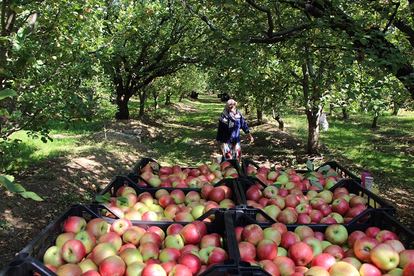 Foto - O ilimizin 2 bin yıllık sembolü