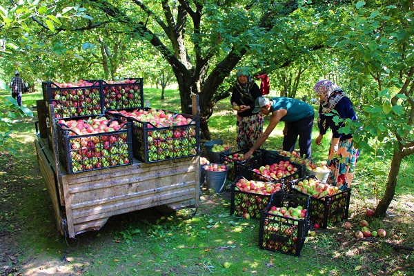 Foto - O ilimizin 2 bin yıllık sembolü