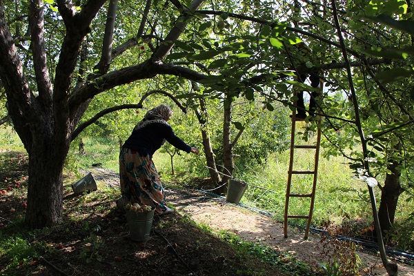 Foto - O ilimizin 2 bin yıllık sembolü
