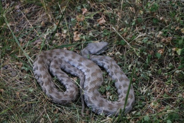 Foto - O illere kritik uyarı yapıldı: "5-10 dakika içinde öldürüyor"