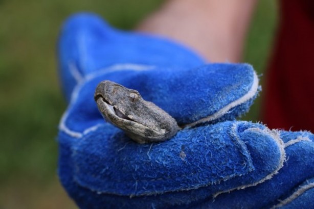 O illere kritik uyarı yapıldı: "5-10 dakika içinde öldürüyor"