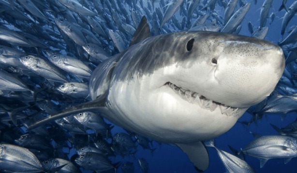 Foto - O illerimiz için hayati uyarı az önce geldi! Aç kaldılar, öldürecek canlı arıyorlar! Sakın bunu yapmayın