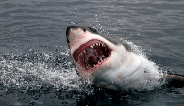 Foto - O illerimiz için hayati uyarı az önce geldi! Aç kaldılar, öldürecek canlı arıyorlar! Sakın bunu yapmayın