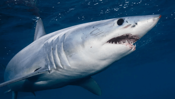Foto - O illerimiz için hayati uyarı az önce geldi! Aç kaldılar, öldürecek canlı arıyorlar! Sakın bunu yapmayın