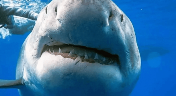 Foto - O illerimiz için hayati uyarı az önce geldi! Aç kaldılar, öldürecek canlı arıyorlar! Sakın bunu yapmayın