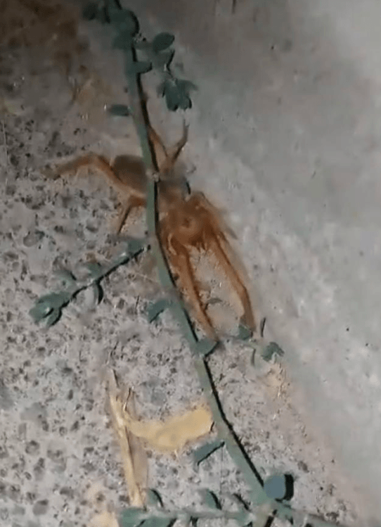 Foto - O illerimizde büyük panik! Korkulu rüya ortaya çıktı! Çıtır çıtır canlı yiyor 