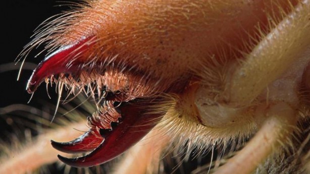 O illerimizde büyük panik! Korkulu rüya ortaya çıktı! Çıtır çıtır canlı yiyor 