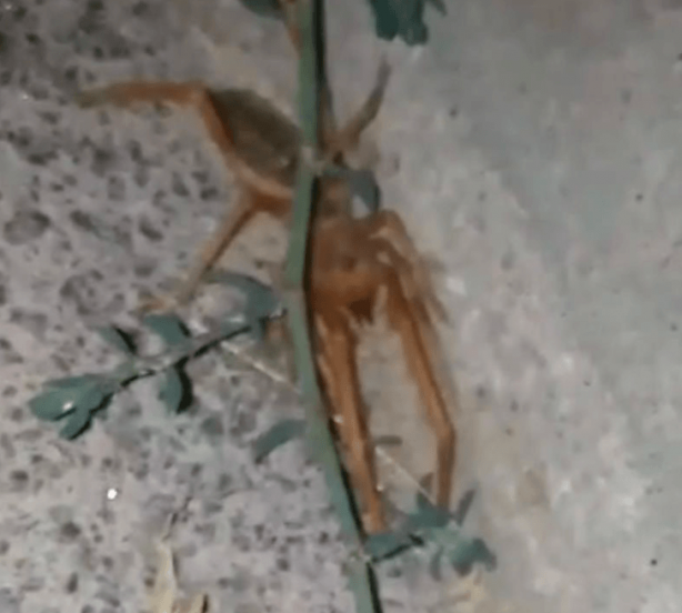 Foto - O illerimizde büyük panik! Korkulu rüya ortaya çıktı! Çıtır çıtır canlı yiyor 