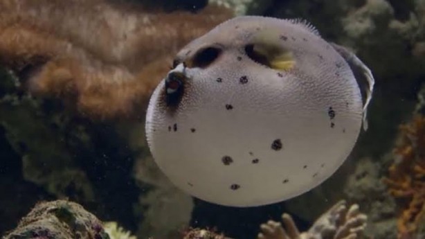 Foto - O illerimizde denize girenler bin kez düşünsün! Boyu 4 santim ama zehri yılandan beter! Soktuğunu sakat bırakıyor