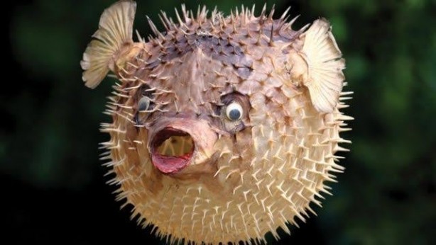 Foto - O illerimizde denize girenler bin kez düşünsün! Boyu 4 santim ama zehri yılandan beter! Soktuğunu sakat bırakıyor