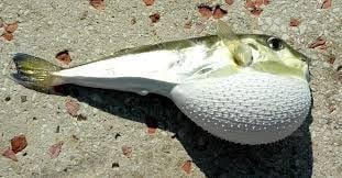 Foto - O illerimizde denize girenler bin kez düşünsün! Boyu 4 santim ama zehri yılandan beter! Soktuğunu sakat bırakıyor