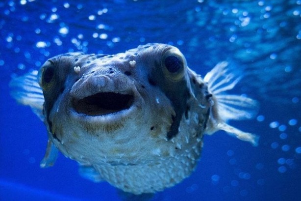 Foto - O illerimizde denize girenler bin kez düşünsün! Boyu 4 santim ama zehri yılandan beter! Soktuğunu sakat bırakıyor