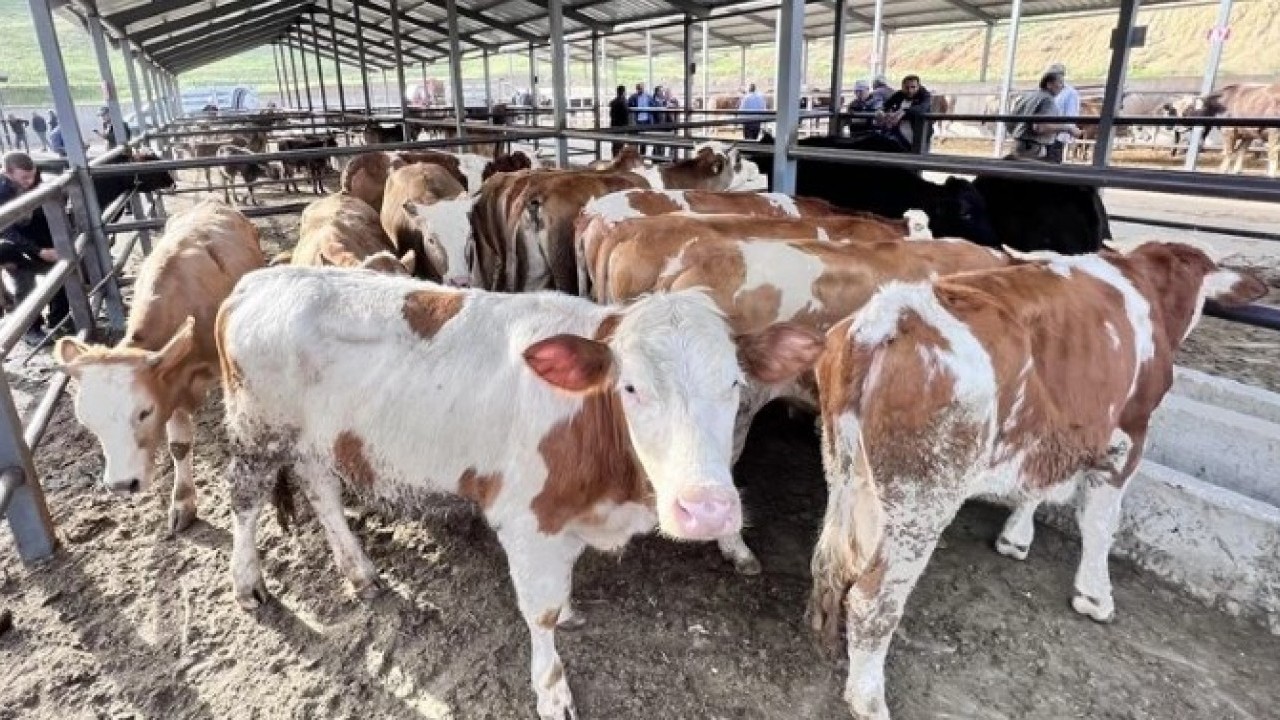 Foto - O illerimizde şap alarmı! Vaka sayısı arttı hayvan pazarları kapatıldı