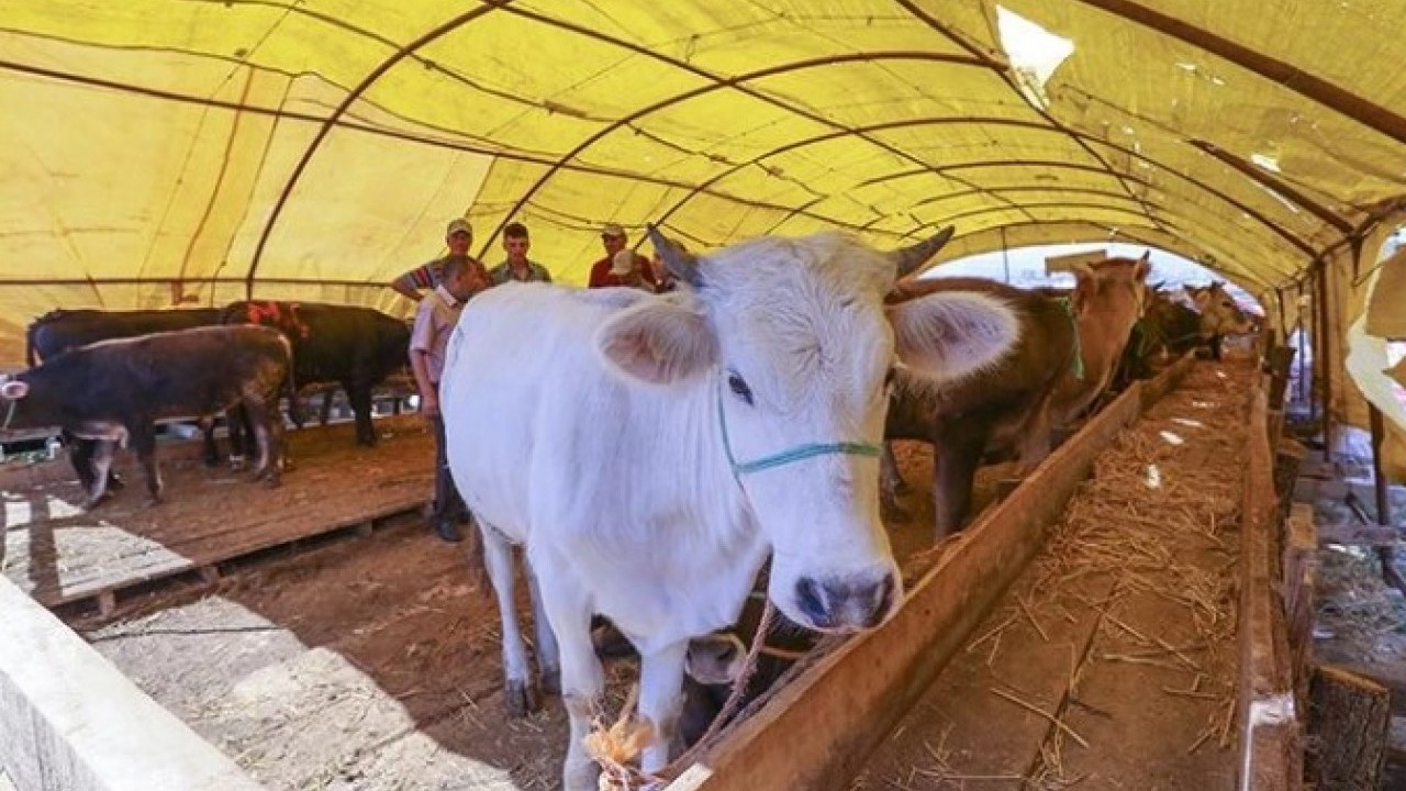 Foto - O illerimizde şap alarmı! Vaka sayısı arttı hayvan pazarları kapatıldı