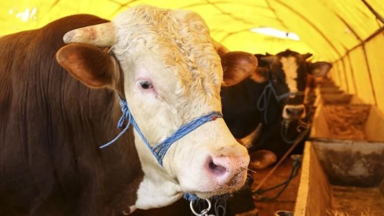 Foto - O illerimizde şap alarmı! Vaka sayısı arttı hayvan pazarları kapatıldı