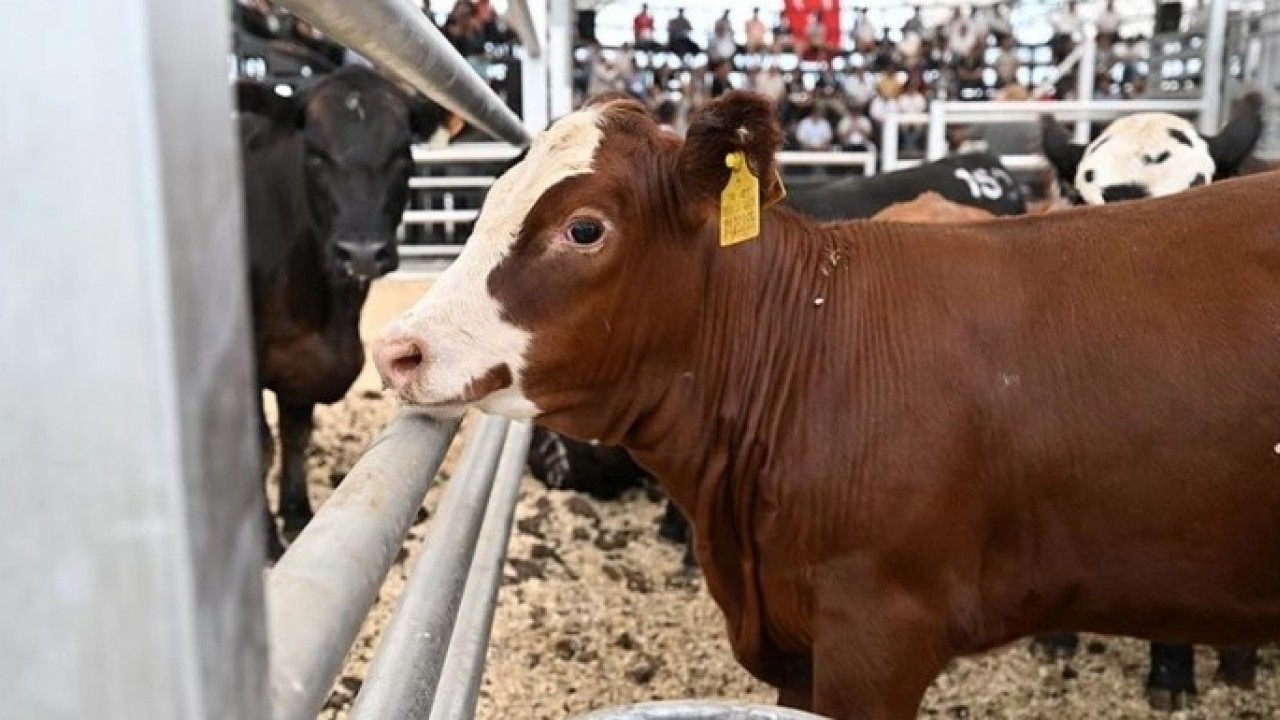 Foto - O illerimizde şap alarmı! Vaka sayısı arttı hayvan pazarları kapatıldı