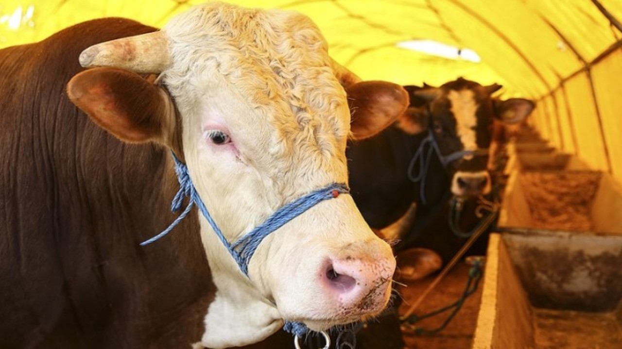 O illerimizde şap alarmı! Vaka sayısı arttı hayvan pazarları kapatıldı