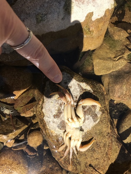 Foto - O ırmak kurudu! Yengeçler telef oldu