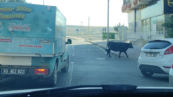 Foto - O kaçtı ekipler peşinden koştu