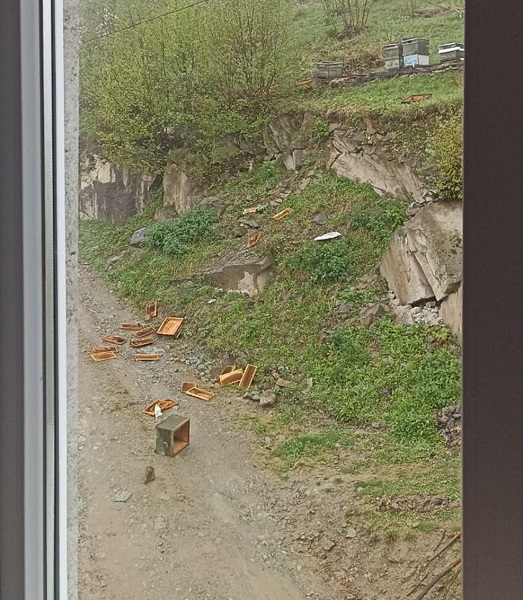 Foto - O köy ayıların hedefi haline geldi