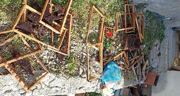 O köy ayıların hedefi haline geldi