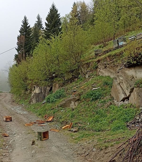 Foto - O köy ayıların hedefi haline geldi
