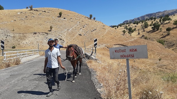 O köy karantinaya alındı! Sahibini ısıran at kuduz çıktı