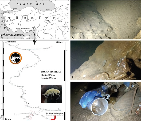 Foto - O mağarada yeni bir tür keşfedildi