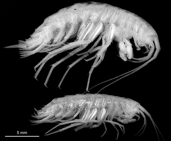 Foto - O mağarada yeni bir tür keşfedildi