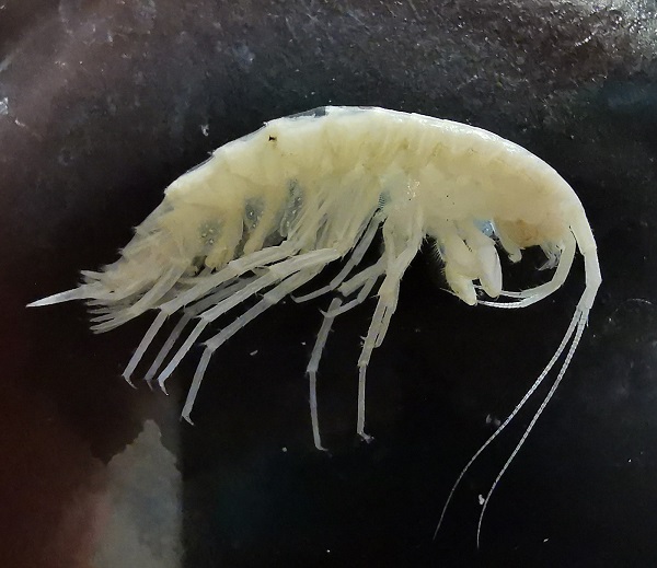 O mağarada yeni bir tür keşfedildi