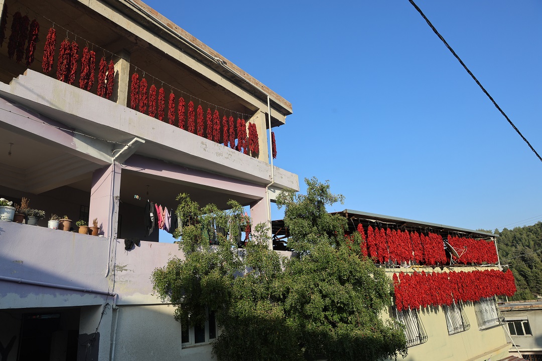 Foto - O mahalle kırmızıya boyandı! Kilosu 500 TL