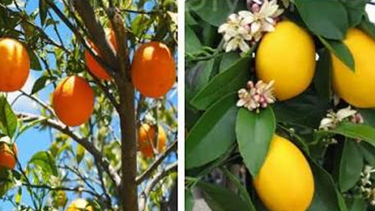 O meyvenin kabuğu doğal vitamin: 60 katına kadar çıkarıyor! Sonbaharda masaya gelen C vitamini zengini hazine 
