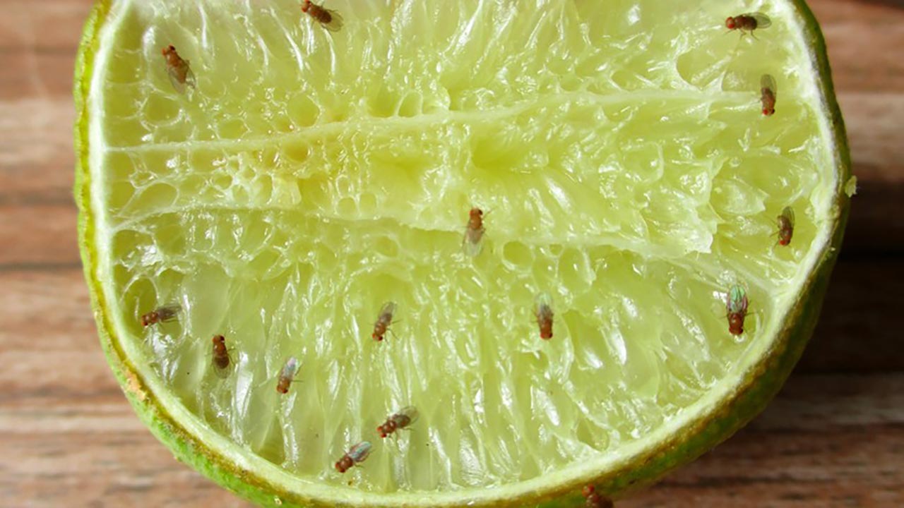 Foto - O minicik sinekler evin kabusu oldu! Doğal yöntemle nasıl yok edilir?