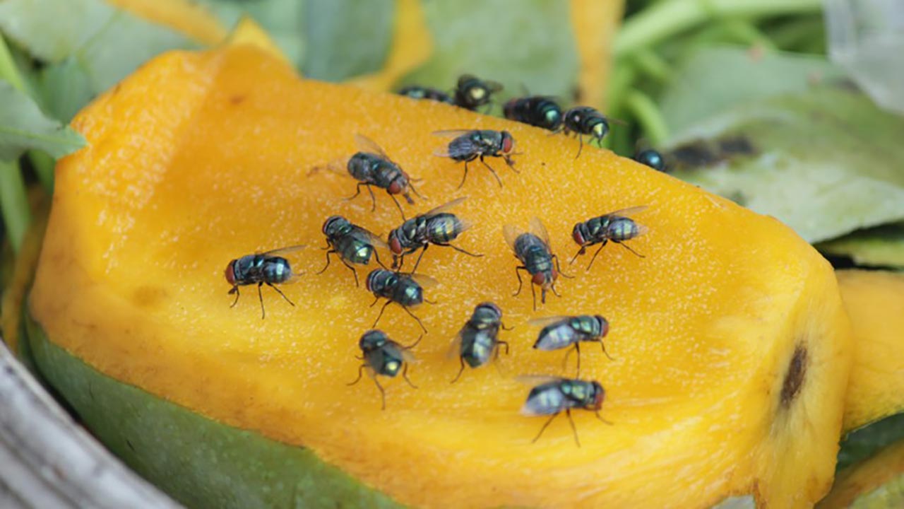 Foto - O minicik sinekler evin kabusu oldu! Doğal yöntemle nasıl yok edilir?