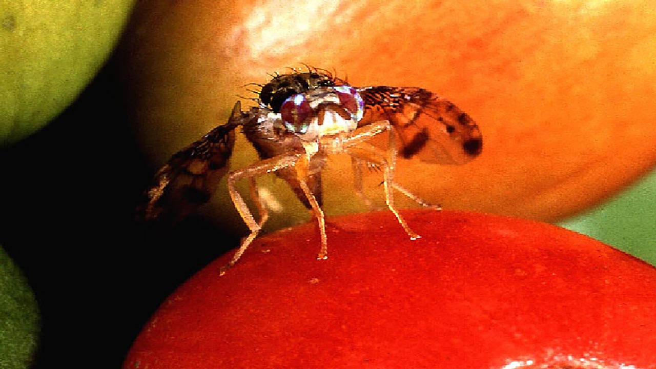 Foto - O minicik sinekler evin kabusu oldu! Doğal yöntemle nasıl yok edilir?