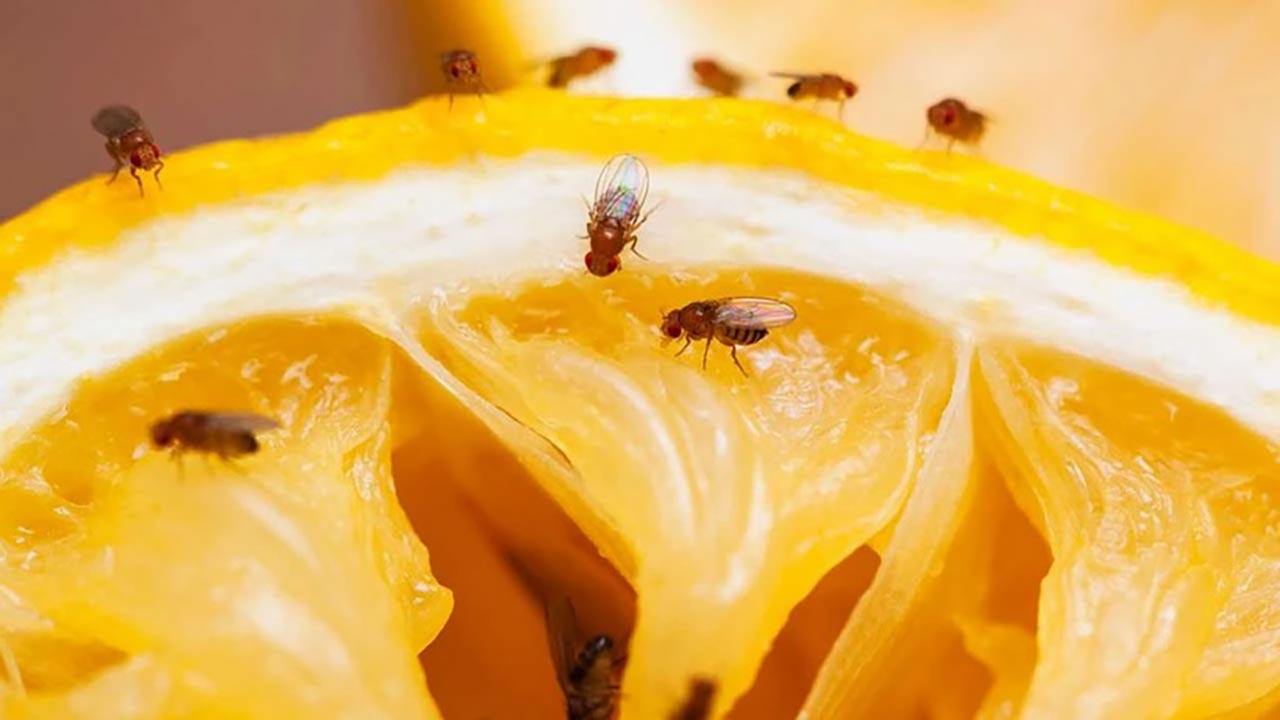 O minicik sinekler evin kabusu oldu! Doğal yöntemle nasıl yok edilir?