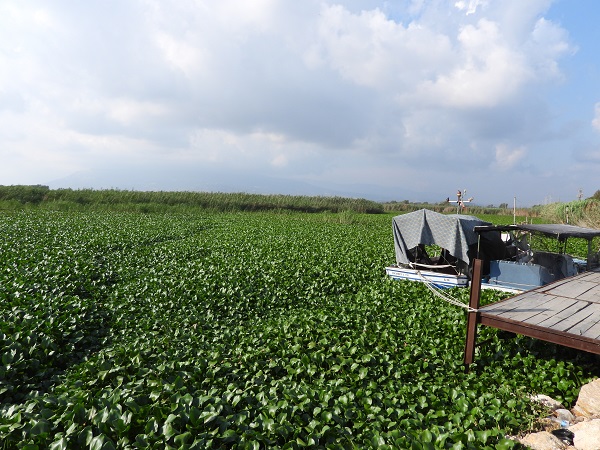 Foto - O nehri su sümbülleri istila etti
