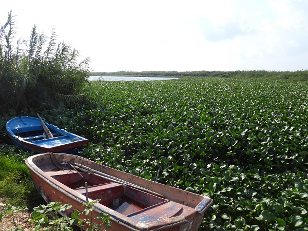 Foto - O nehri su sümbülleri istila etti