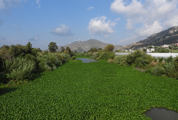 Foto - O nehri su sümbülleri istila etti