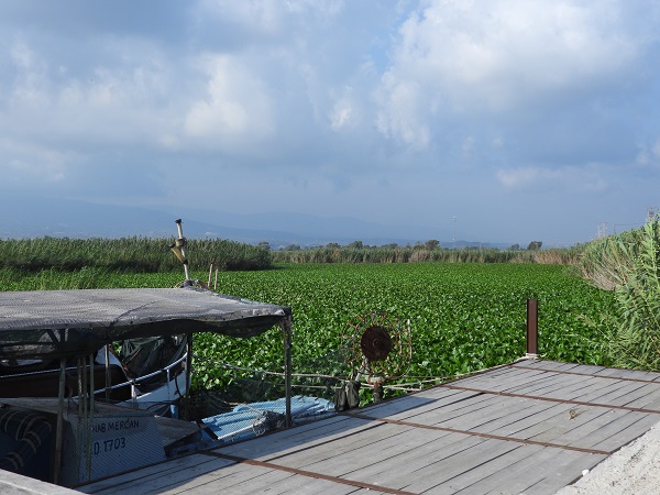 Foto - O nehri su sümbülleri istila etti