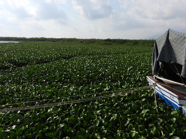 Foto - O nehri su sümbülleri istila etti